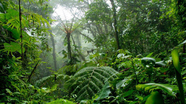 Sve što mi je potrebno da znam naučila sam u šumi