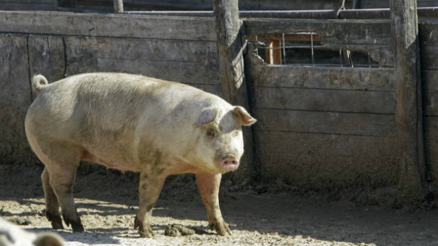 Kako sam herojski volontirao u svinjcu hrabrog koordinatora